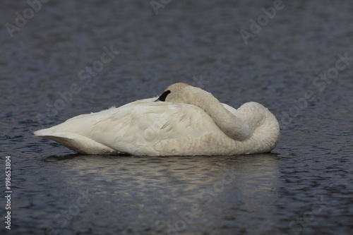 trumpeter swan(Cygnus buccinator)  swimming in Teton NP USA photo