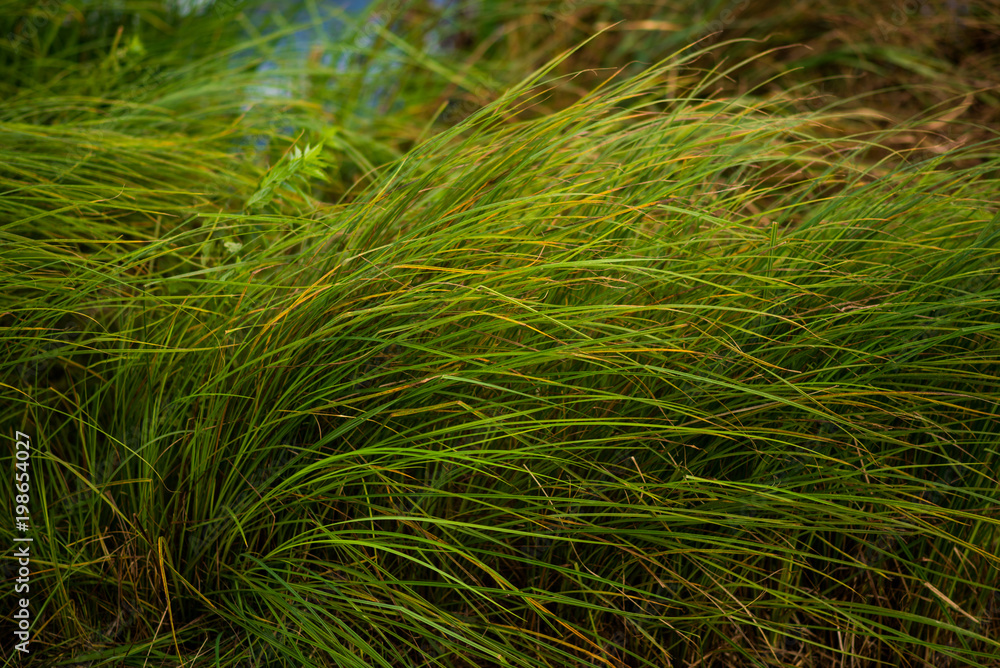 Green grass near the river in the wind, beautiful background, selective focus