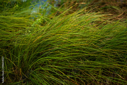 Green grass near the river in the wind, beautiful background, selective focus