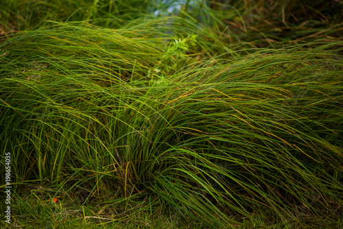 Green grass near the river in the wind  beautiful background  selective focus