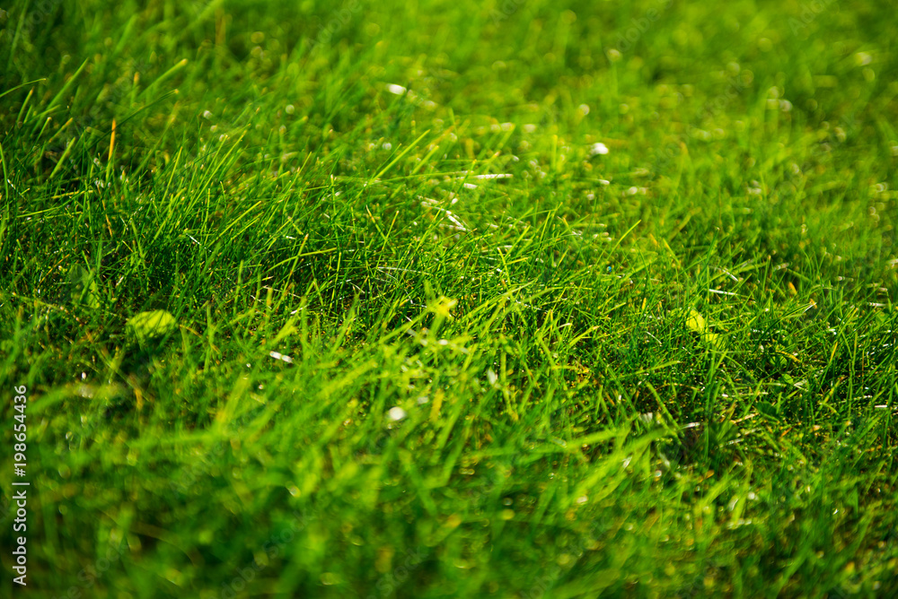 Naklejka premium Green grass background, selective focus.