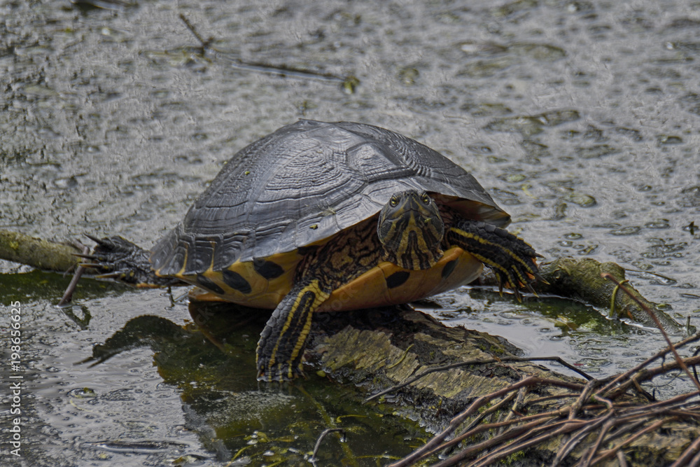 Obraz premium Tartarughe, lago di Mantova
