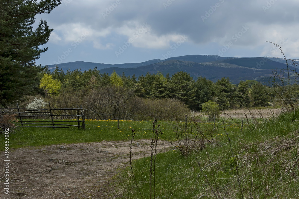 Panorama of springtime  mountain,  mix forest and green glade with blooming wild flower,  Plana mountain, Bulgaria    