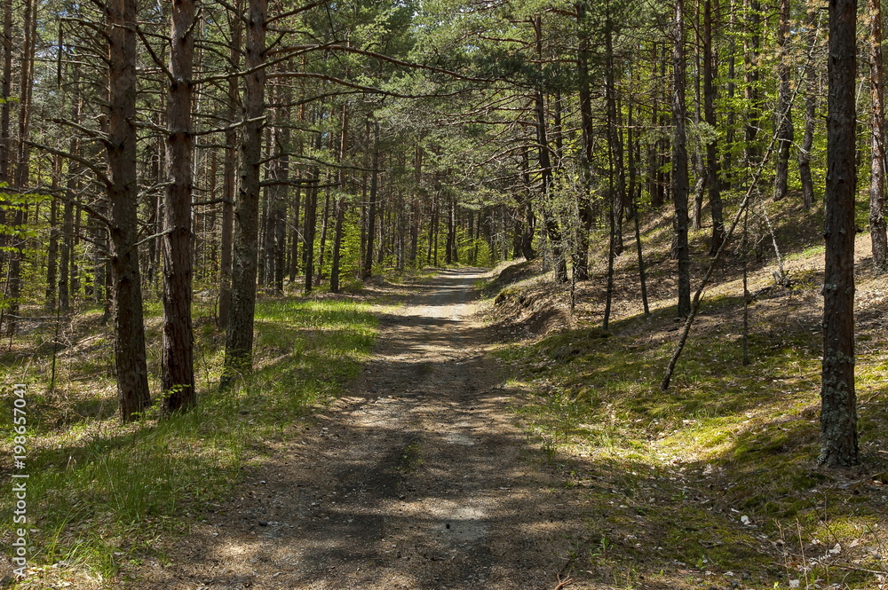 Beautiful landscape of springtime nature with mix forest, dirt road and green glade, Plana mountain, Bulgaria Beautiful landscape of springtime nature with mix forest, dirt road and green glade, Plana mountain, Bulgaria
