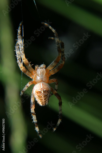 Araignée Epeire des jardins sur sa toile