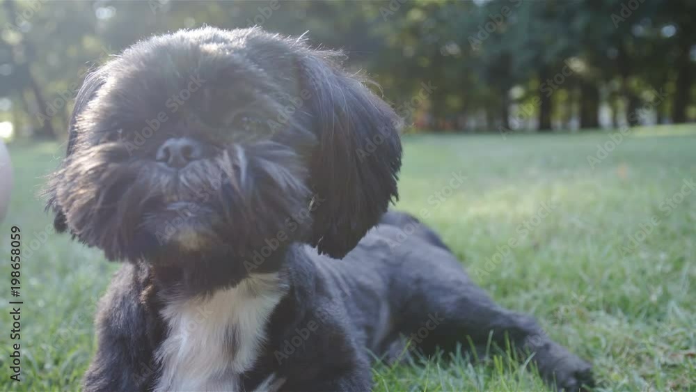 Small black dog lying in grass 4K Small black dog lying in grass 4K