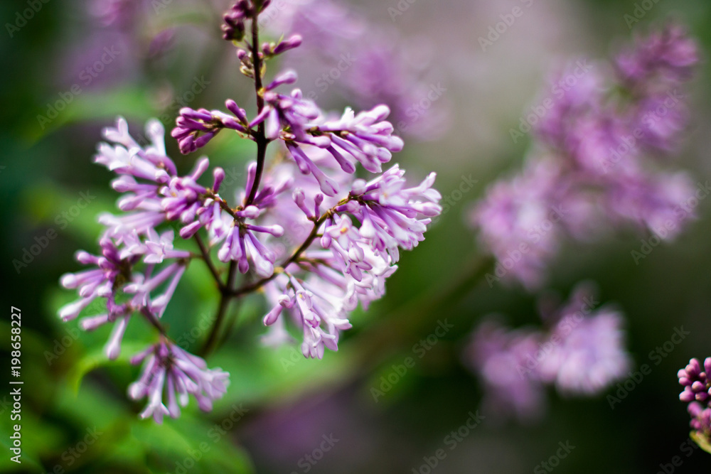 Lilac bush macro, soft focus