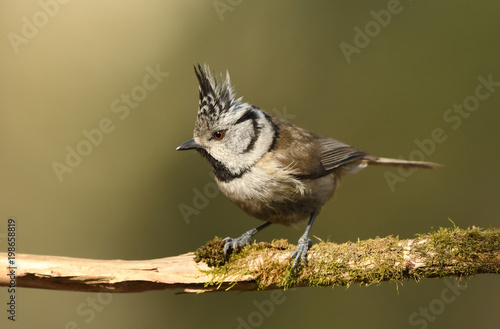 Crested Tit (Lophophanes cristatus)