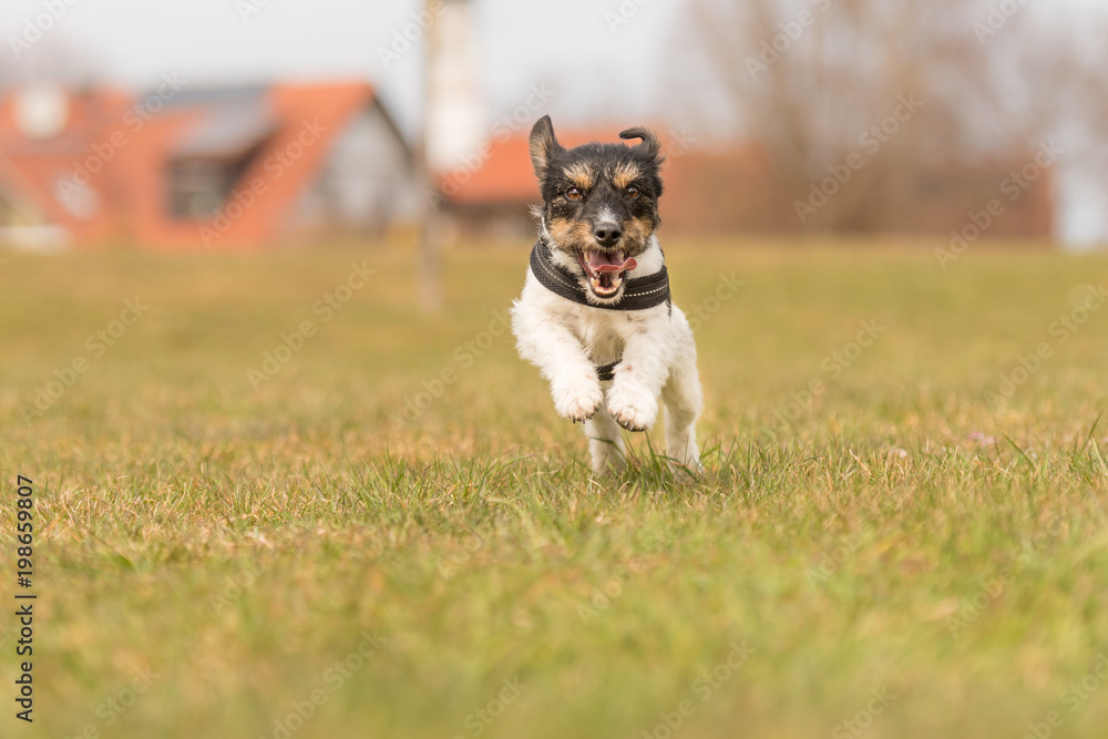 small dog running across the meadow -fast  Jack Russell Terrier 2 years old 