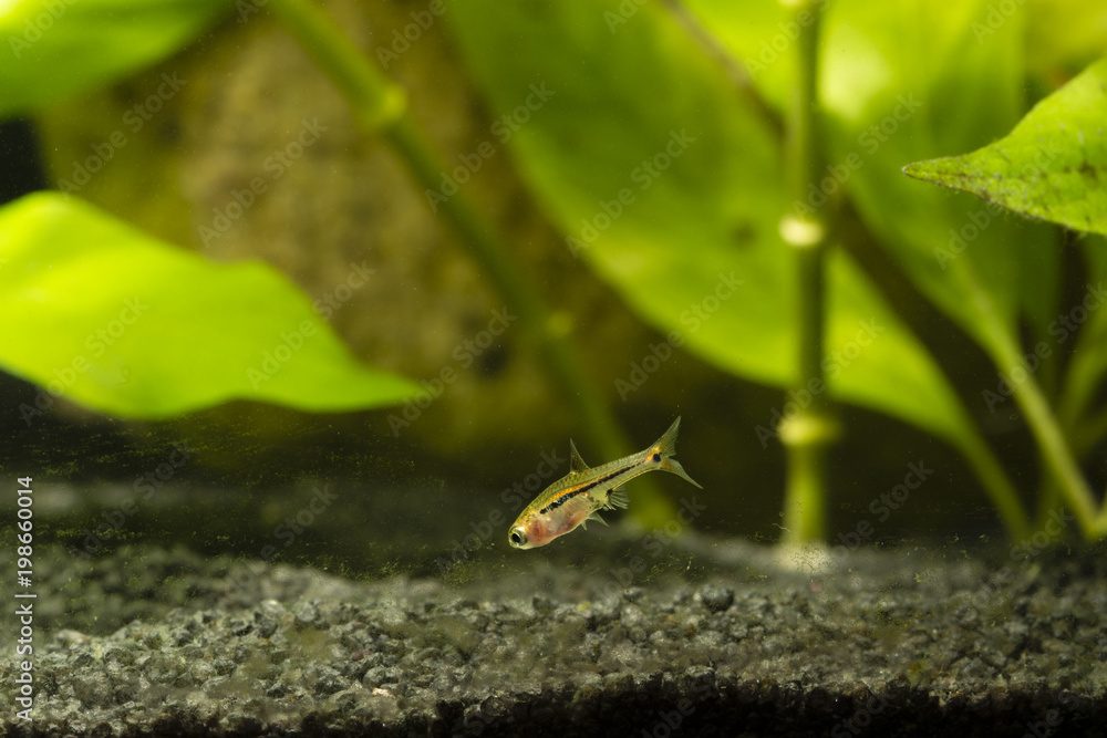 Boraras brigittae - Nano fish below the bottom of the water. Boraras brigittae - Nano fish below the bottom of the water.