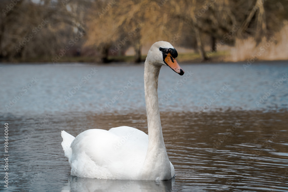 Single swan on a pond during spring