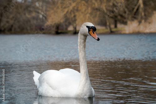 Single swan on a pond during spring