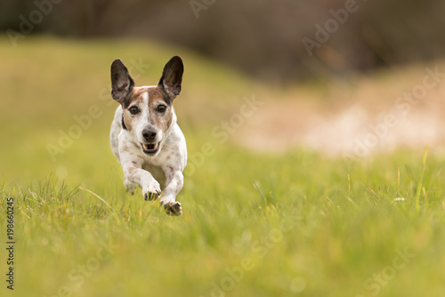 small old dog running across the meadow -fast Jack Russell Terrier 10 years old 