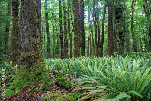 A patch of ferns in a forest in New Zealand.