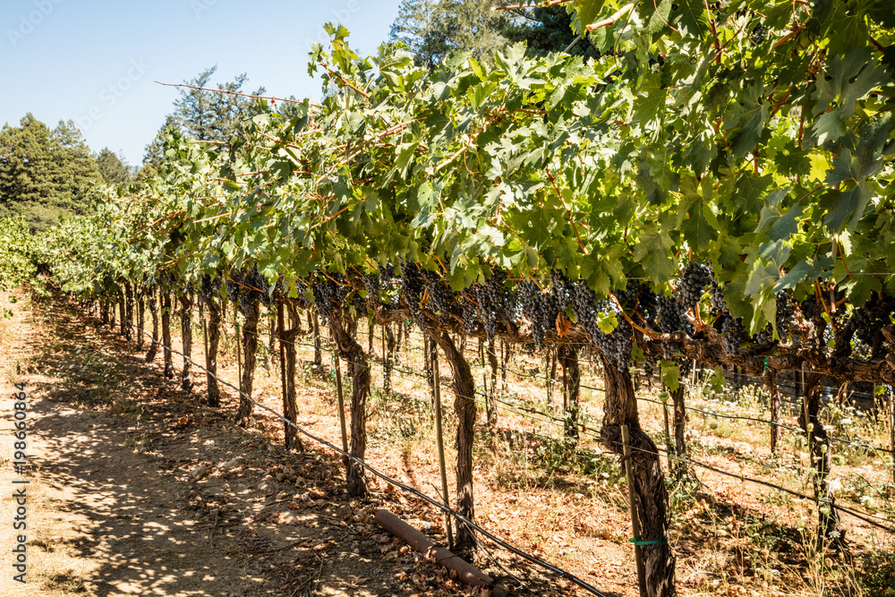 Loaded row of grapevines