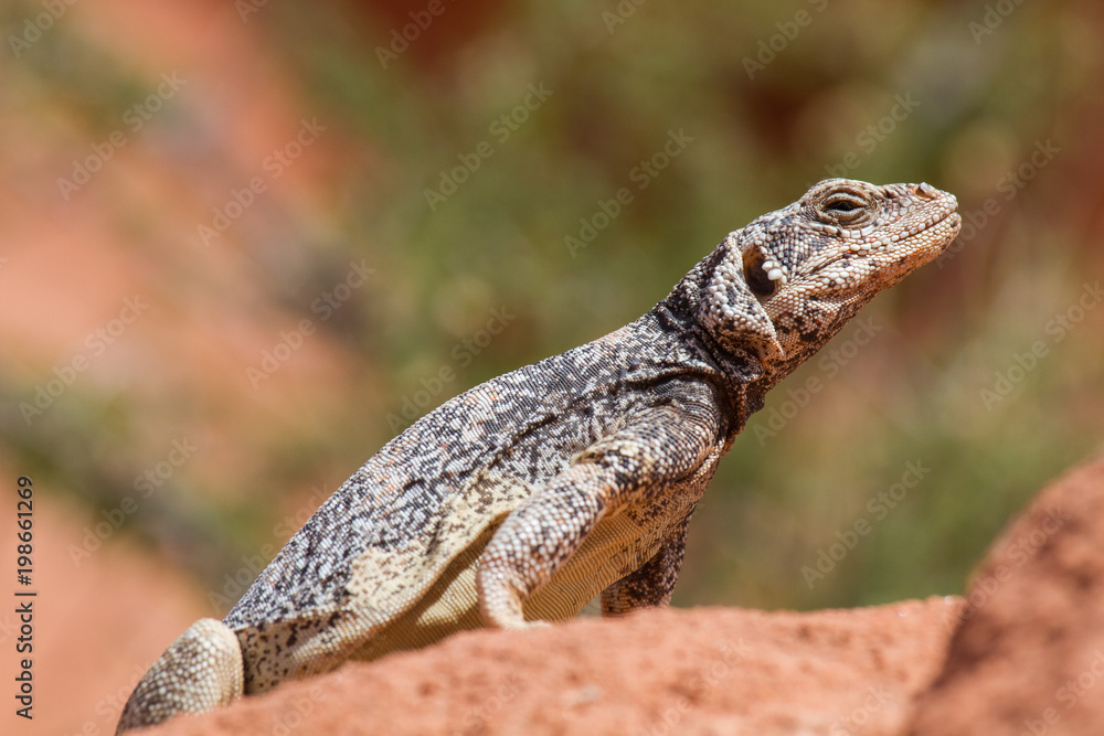 Obraz premium Chuckwalla 10