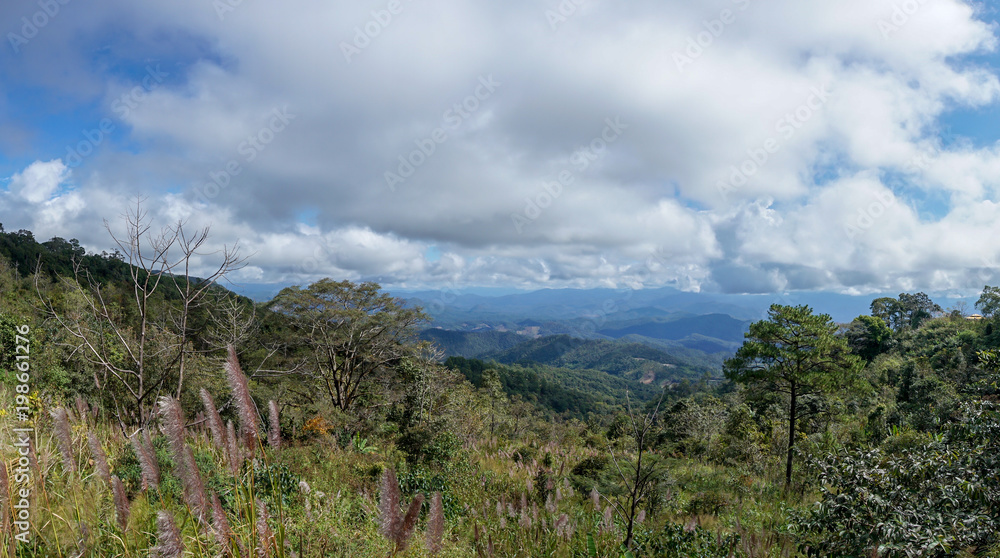 Fototapeta premium beautiful and relax scene of wild grass flower with panoramic view of mountain and cloudy sky.