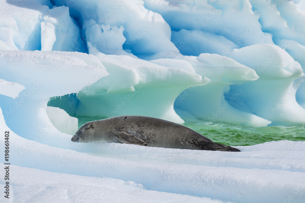 Naklejka premium Crabeater seal on ice flow, Antarktyda