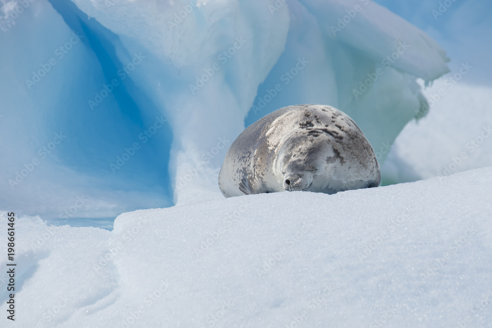 Fototapeta premium Crabeater seal on ice flow, Antarktyda