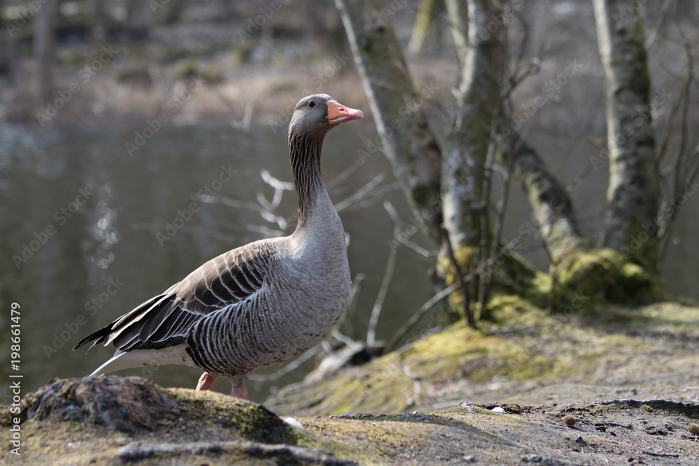 Fototapeta premium Wildgans See Natur