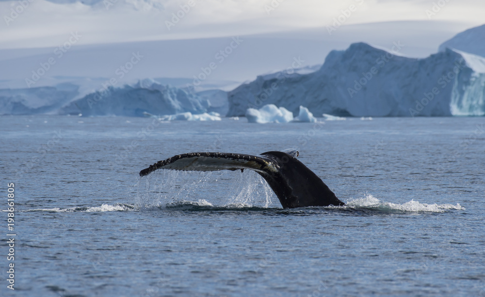 Fototapeta premium Humpback Whale tail