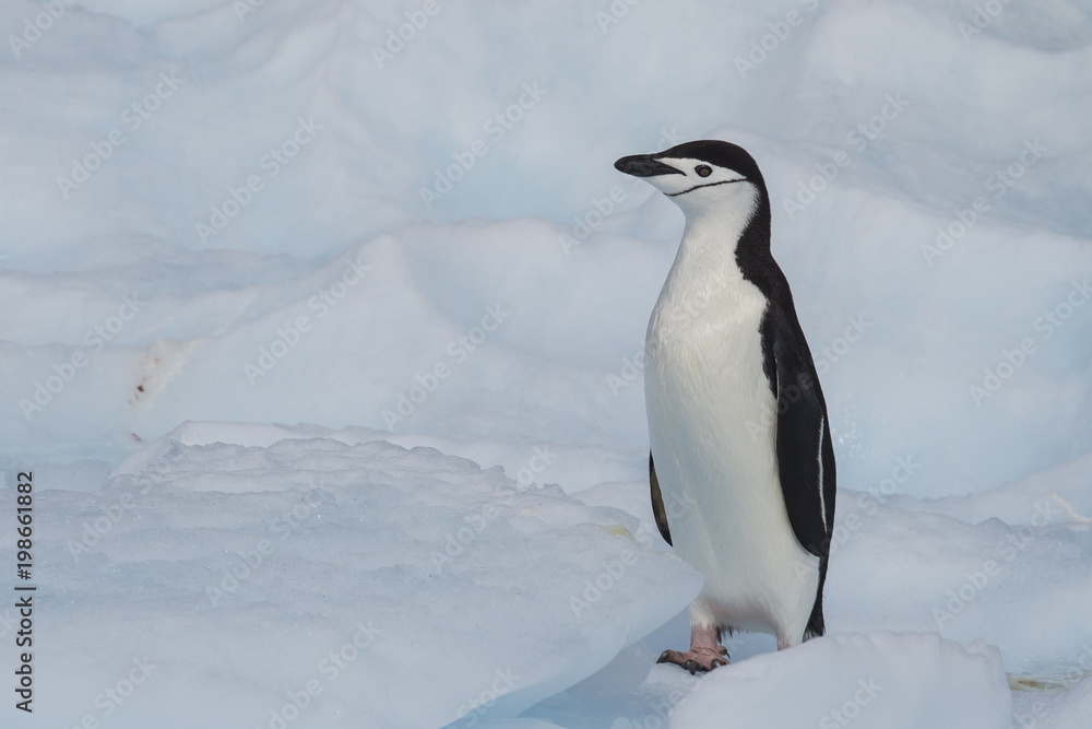 Obraz premium Chinstrap Penguin on the ice