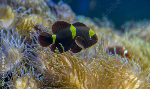 beautiful clownfish in coral bank in the sea