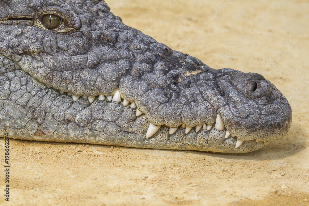 Closeup of a alligator , Crocodiles are large aquatic reptiles that live throughout the tropics in Africa, Asia, the Americas and Australia. Closeup of a alligator , Crocodiles are large aquatic reptiles that live throughout the tropics in Africa, Asia, the Americas and Australia.