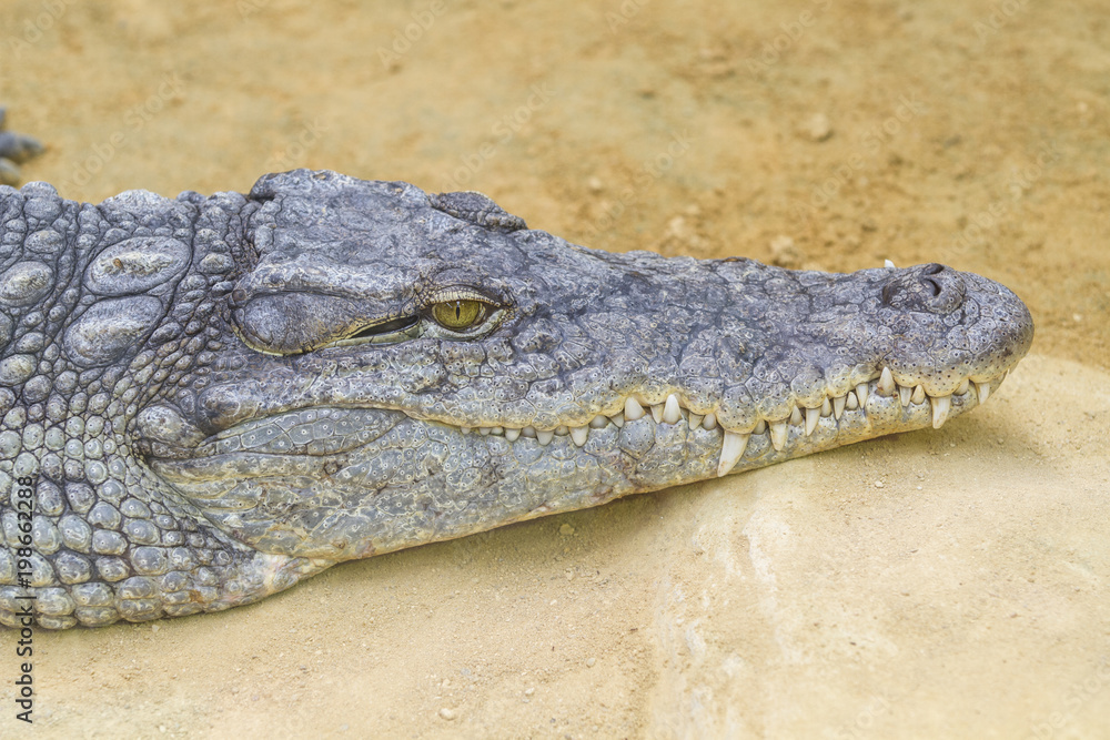 Crocodiles are large aquatic reptiles that live throughout the tropics in Africa, Asia, the Americas and Australia. Crocodiles are large aquatic reptiles that live throughout the tropics in Africa, Asia, the Americas and Australia.