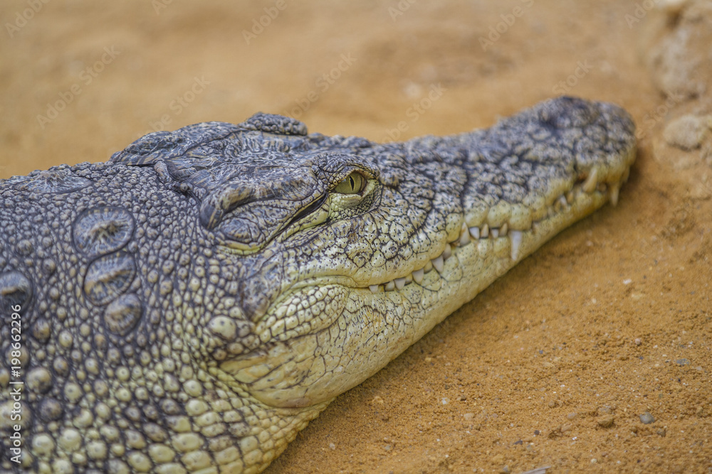 Closeup of a crocodile , Crocodiles are large aquatic reptiles that live throughout the tropics in Africa, Asia, the Americas and Australia. Closeup of a crocodile , Crocodiles are large aquatic reptiles that live throughout the tropics in Africa, Asia, the Americas and Australia.