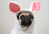 Easter Pug
