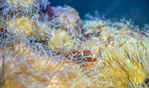 tropical  clownfish in coral bank in the sea