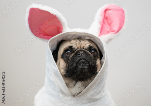 Konstfotografi Easter Pug