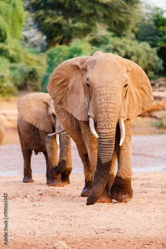 Elephant close up