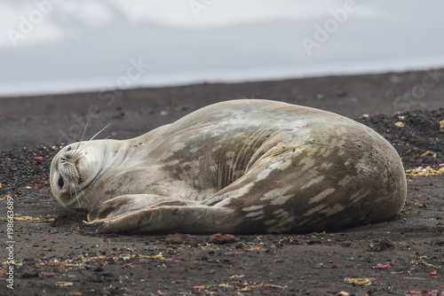 Weddell Seal laying on the beach