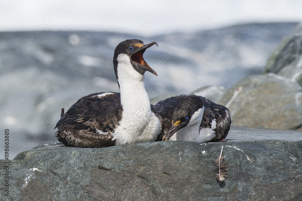Fototapeta premium Antarctic Shag close up