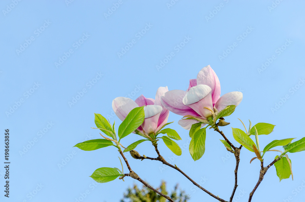 Obraz premium Beautiful magnolia flowers in spring