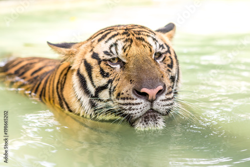 Bengal tiger  an incredible animal of nature. Asia.