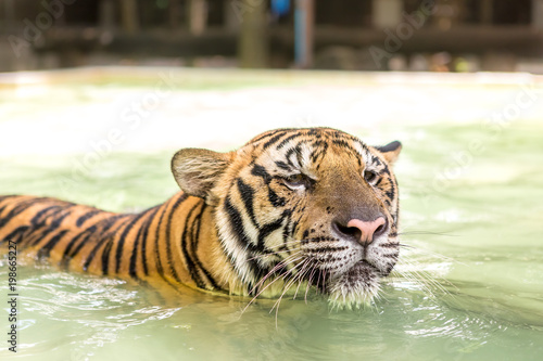 Fototapeta Naklejka Na Ścianę i Meble -  Bengal tiger, an incredible animal of nature. Asia.