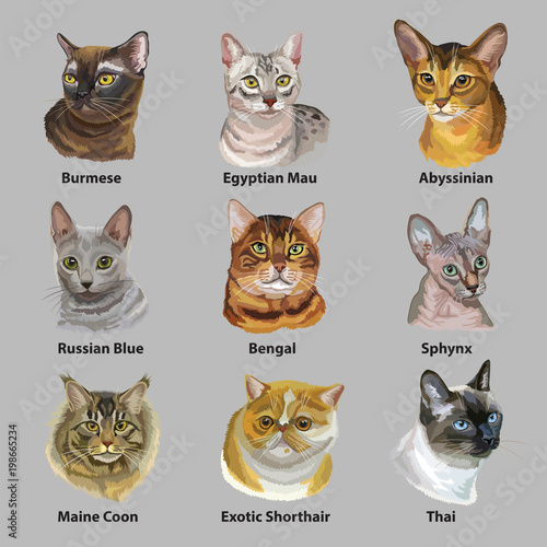 Bild auf Leinwand Set of portraits of cats breeds