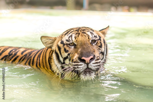 Fototapeta Naklejka Na Ścianę i Meble -  Bengal tiger, an incredible animal of nature. Asia.