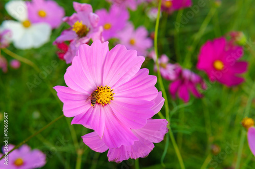 colorful cosmos flower or Bipinnatus blooming in the field