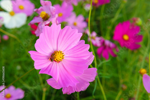 colorful cosmos flower or Bipinnatus blooming in the field