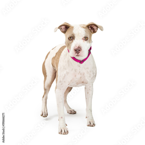 Timid Pit Bull Dog Standing on White