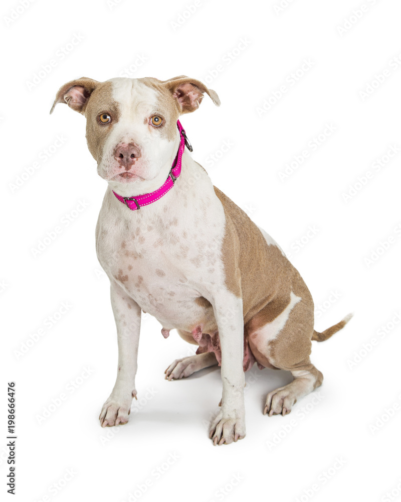 Timid Pit Bull Dog Sitting on White