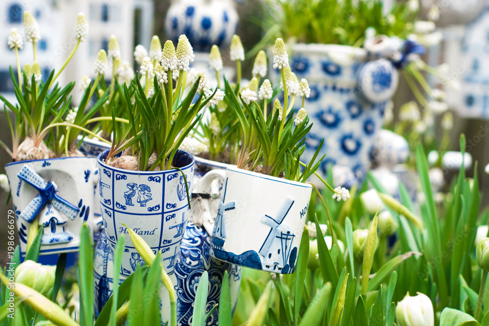 typical scene of Netherlands: Dutch porcelain mugs with white tulips and other flowers in Keukenhof garden
