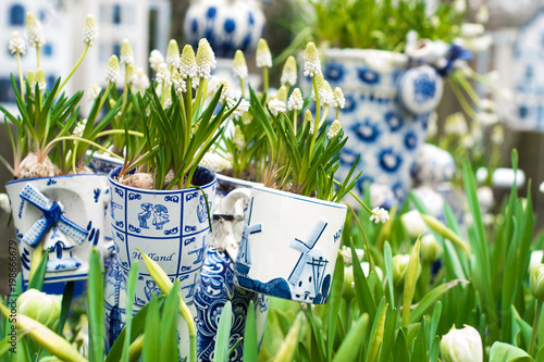 typical scene of Netherlands: Dutch porcelain mugs with white tulips and other flowers in Keukenhof garden