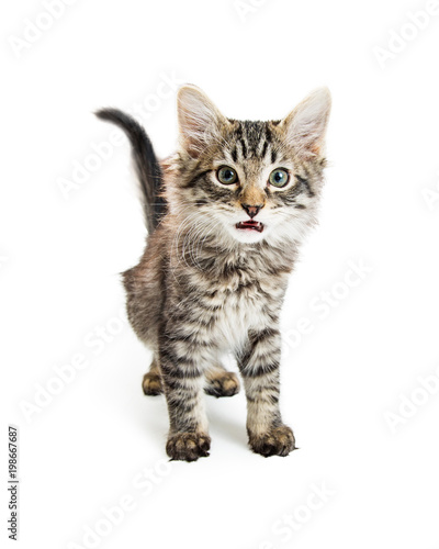 Cute Kitten With Mouth Open on White