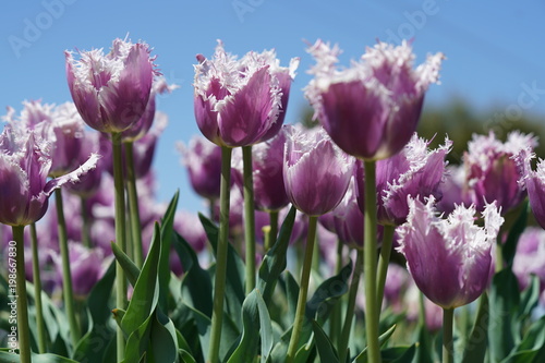 View of purple tulips during spring time north of Dallas  Texas  USA against a clear blue sky. 