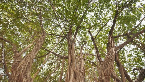 Rays of light shine through the Banyan tree in the jungles. Ayala Triangle Park in Manila. Video shooting in a circular motion. Electronic stabilization. photo